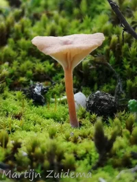 Duinmostrechtertje [Omphalina galericolor]
